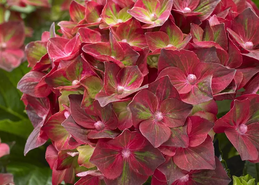 Hydrangea macrophylla 'Magical Ruby Tuesday'®