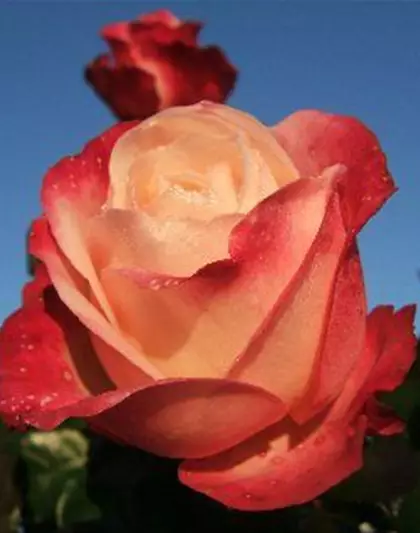 Edelrose 'Nostalgie'®