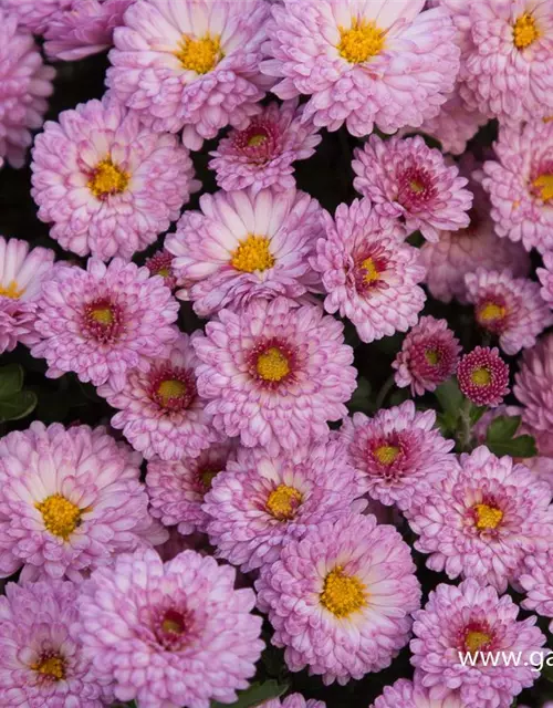 Chrysanthemum x hort.'Mei-kyo'