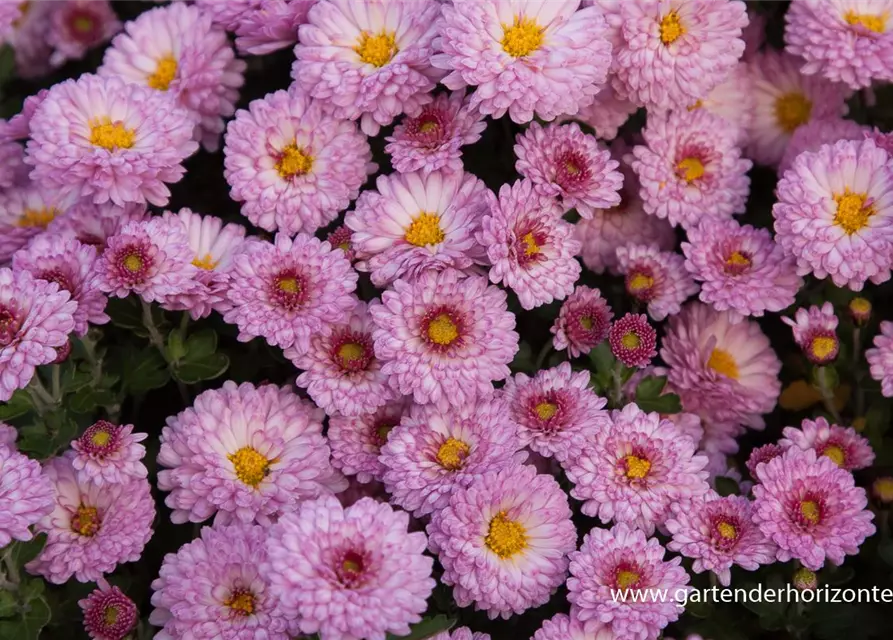 Chrysanthemum x hort.'Mei-kyo'