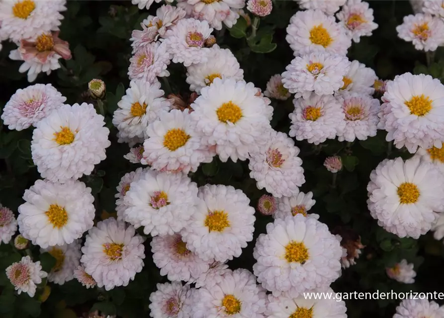 Chrysanthemum x hort.'Julia'