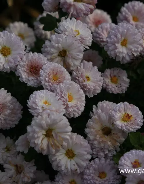 Chrysanthemum x hort.'Julia'