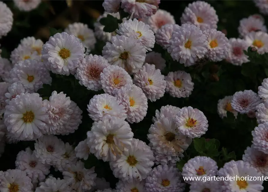 Chrysanthemum x hort.'Julia'