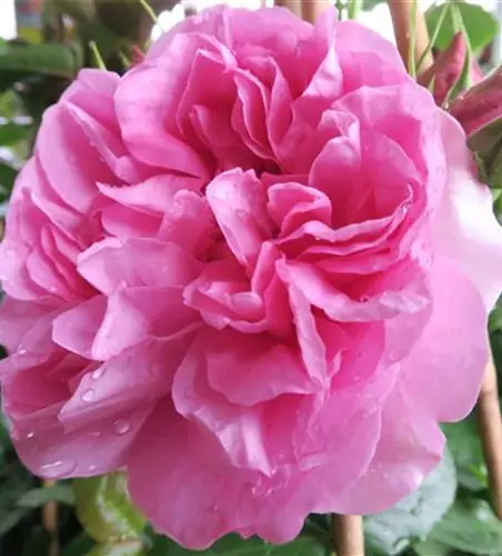 Edelrose 'Pompadour'®