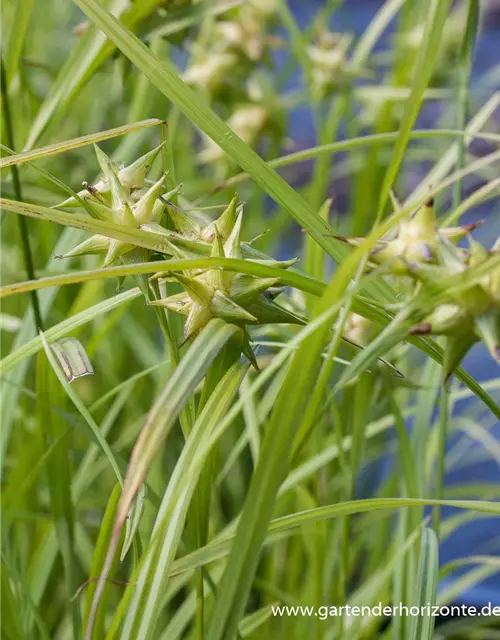 Carex grayi