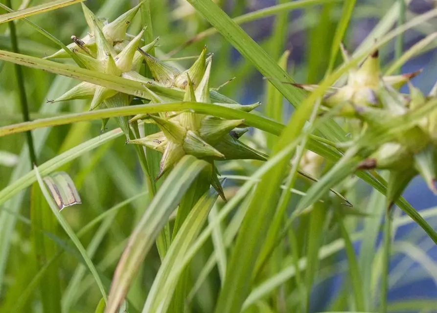 Carex grayi