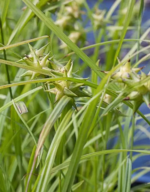 Carex grayi