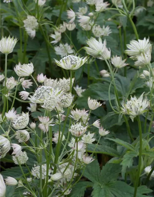 Astrantia major 'Alba'