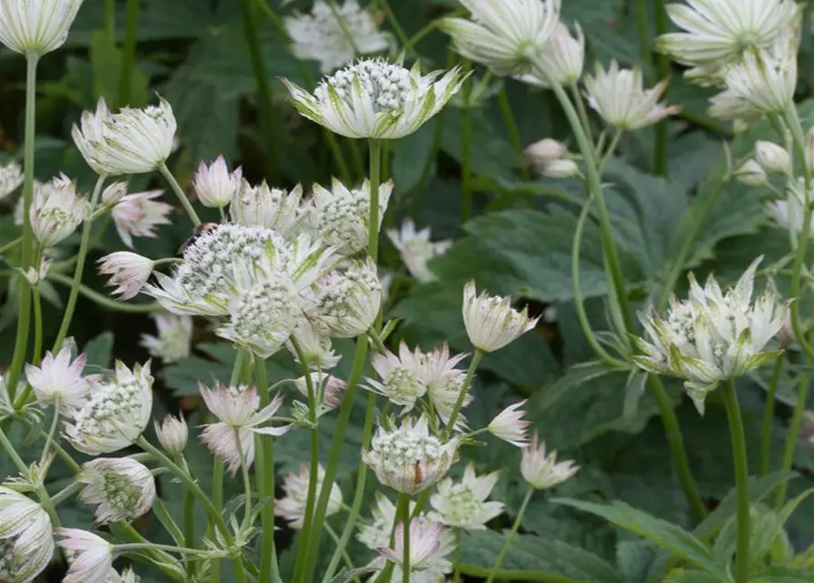 Astrantia major 'Alba'