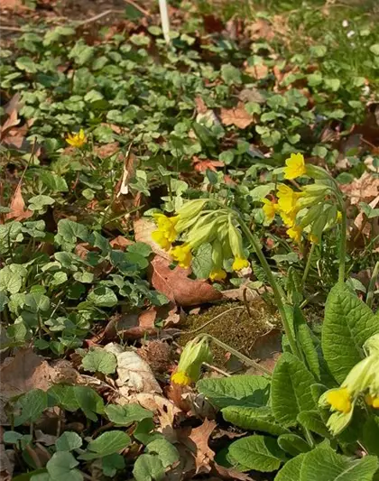 Ecte Schlüsselblume