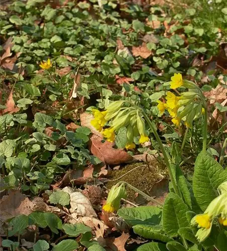 Ecte Schlüsselblume