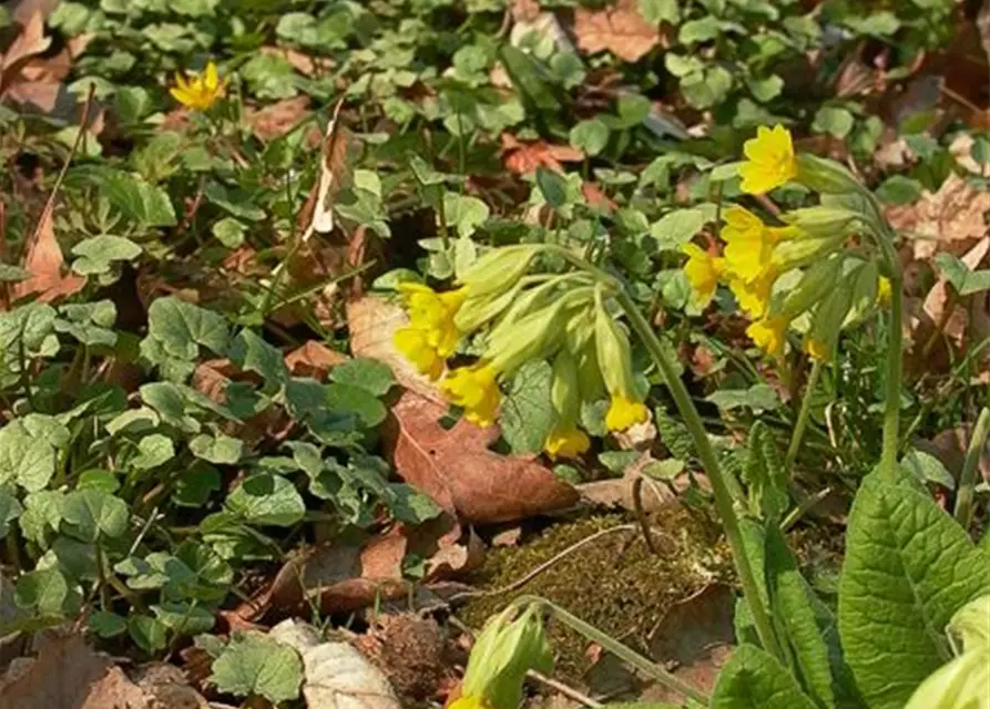 Ecte Schlüsselblume