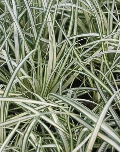 Carex ornithopoda 'Variegata'