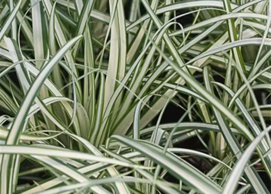 Carex ornithopoda 'Variegata'