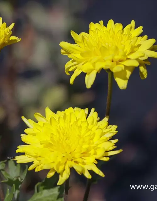 Chrysanthemum x hort.'Juliane'