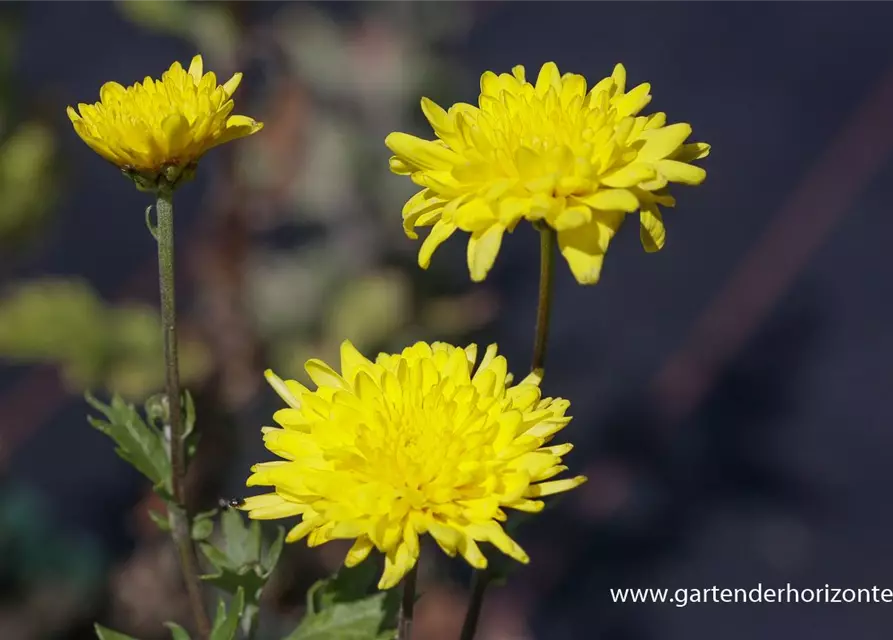 Chrysanthemum x hort.'Juliane'