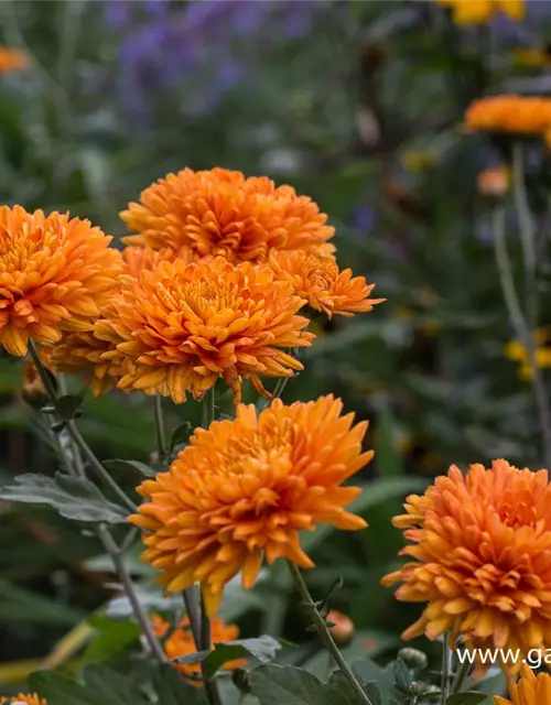 Chrysanthemum x hort.'Dixter Orange'