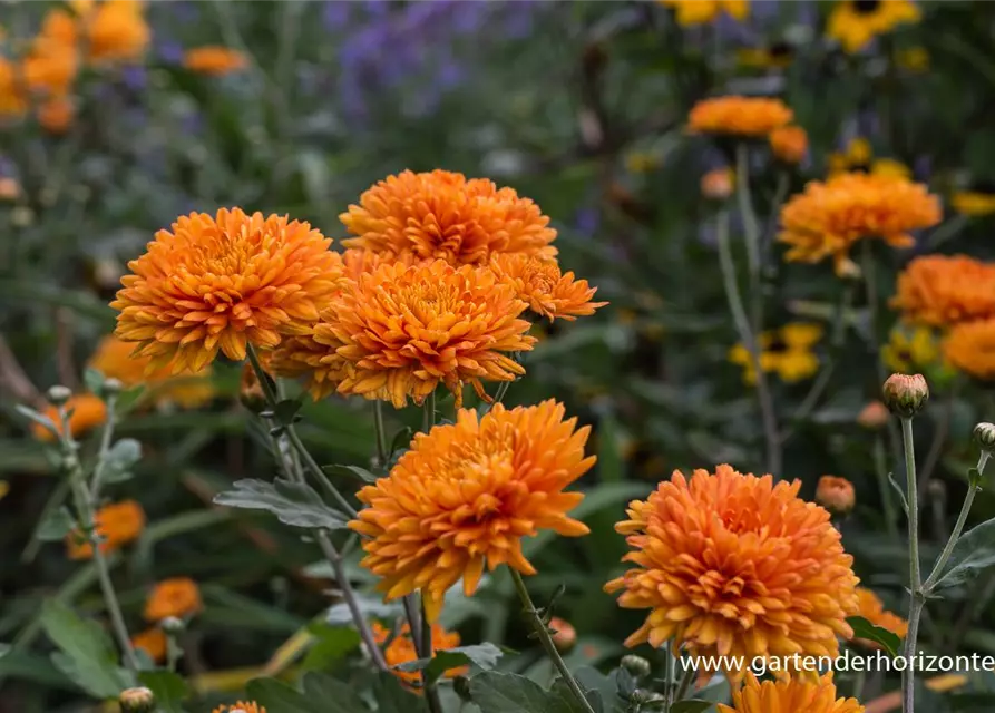 Chrysanthemum x hort.'Dixter Orange'