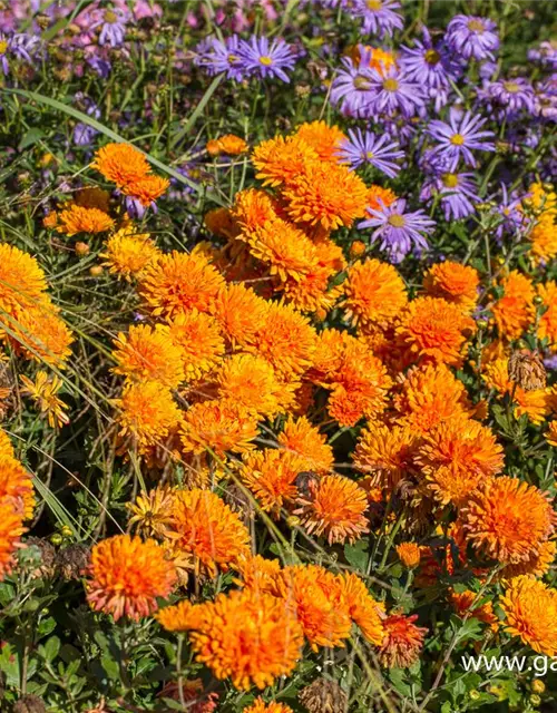 Chrysanthemum x hort.'Dixter Orange'