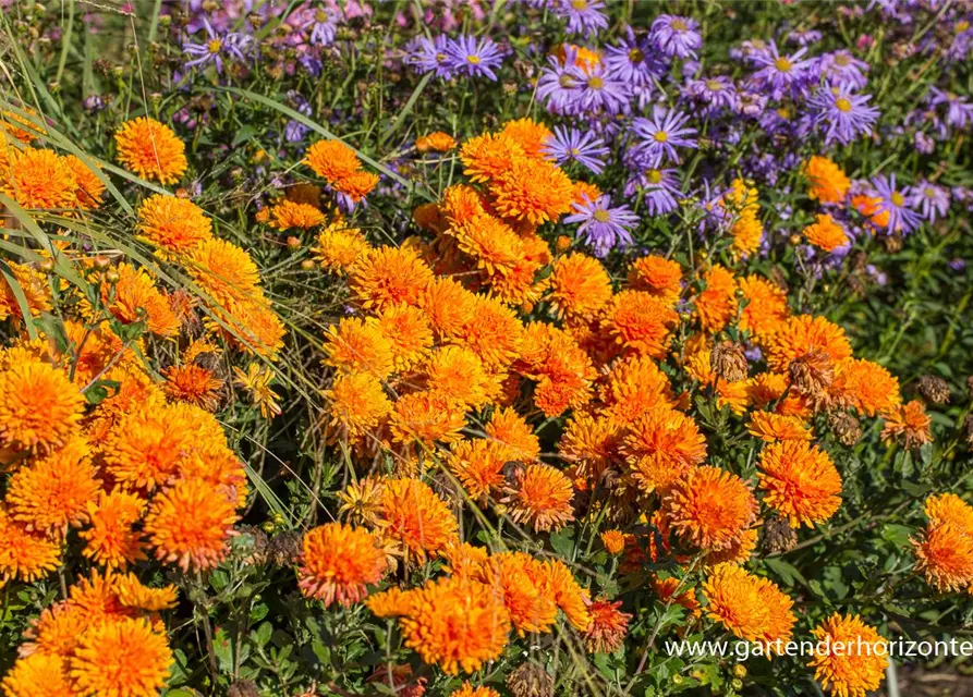 Chrysanthemum x hort.'Dixter Orange'