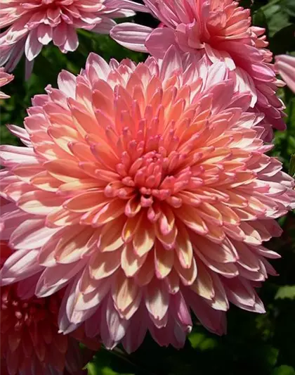 Chrysanthemum x hort.'Orchid Helen'