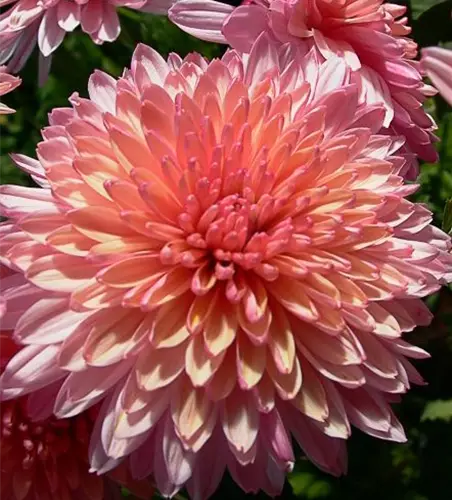 Chrysanthemum x hort.'Orchid Helen'