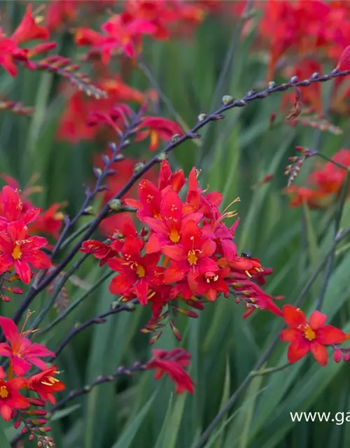 Crocosmia x crocosmiiflora 'Hellfire'