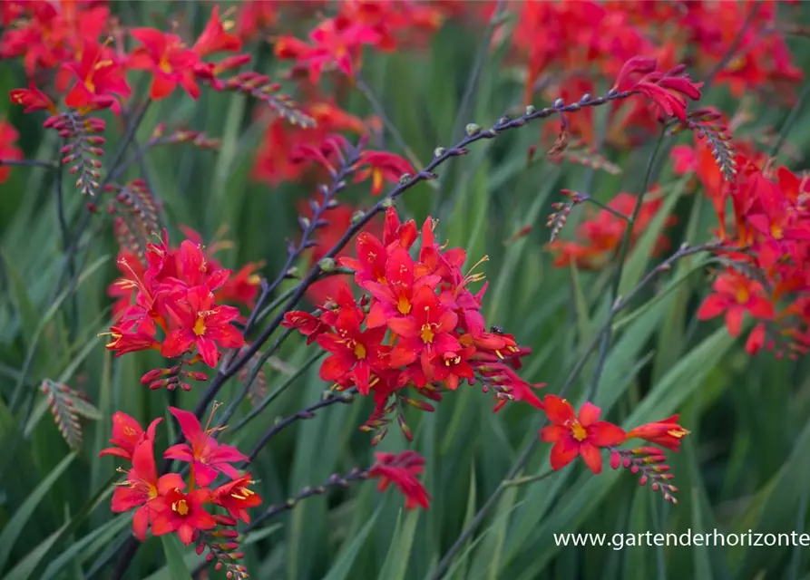 Crocosmia x crocosmiiflora 'Hellfire'