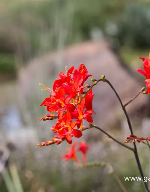 Crocosmia x crocosmiiflora 'Hellfire'