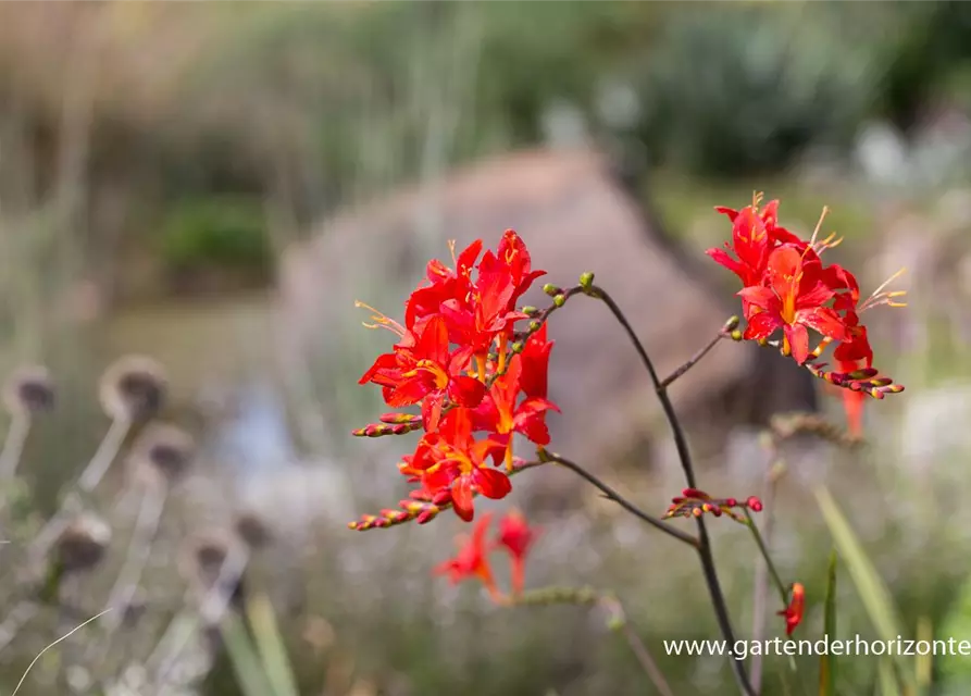 Crocosmia x crocosmiiflora 'Hellfire'