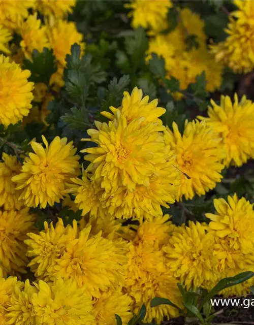 Chrysanthemum x hort.'Friederike'