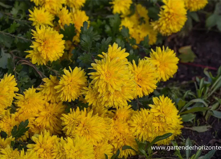 Chrysanthemum x hort.'Friederike'