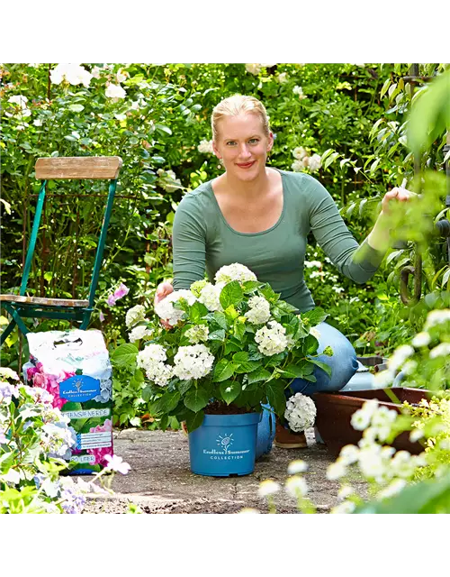 Endless Summer® Hortensienerde rosa und weiß