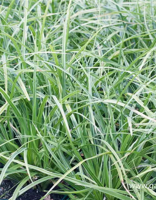 Carex morrowii 'Variegata'