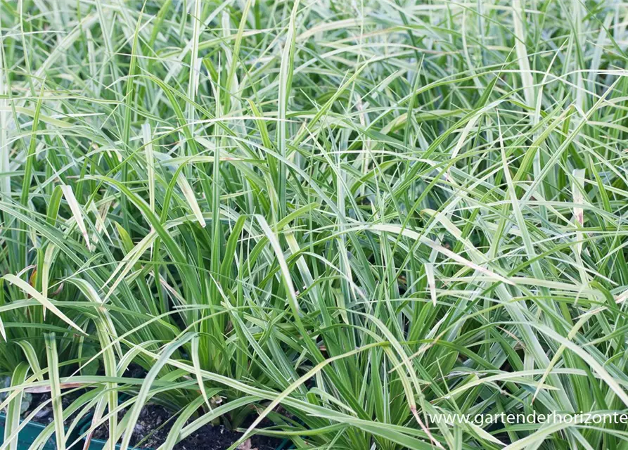 Carex morrowii 'Variegata'