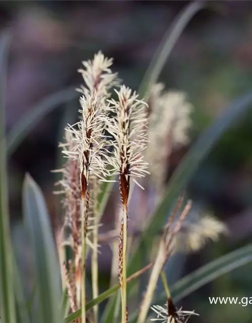 Carex morrowii 'Variegata'