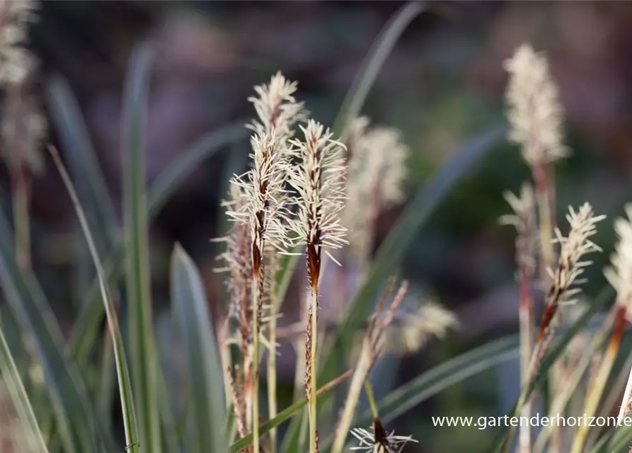 Carex morrowii 'Variegata'