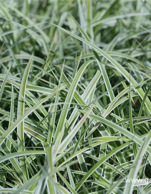 Carex morrowii 'Variegata'