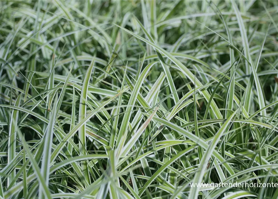 Carex morrowii 'Variegata'