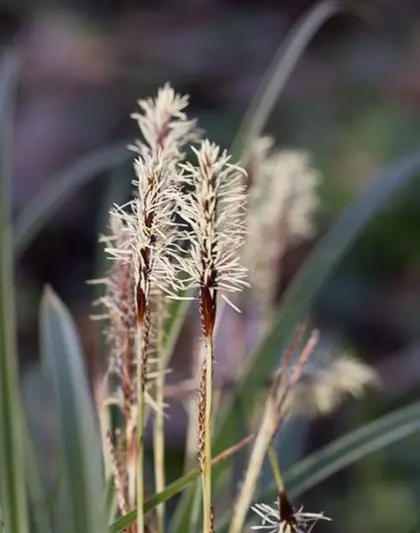 Carex morrowii 'Variegata'