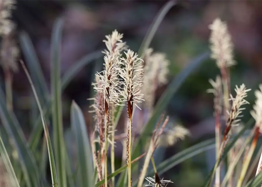 Carex morrowii 'Variegata'