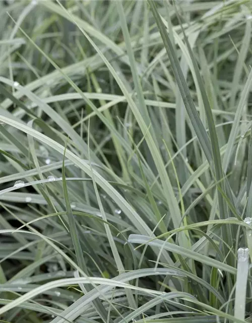 Carex laxiculmis 'Bunny Blue'