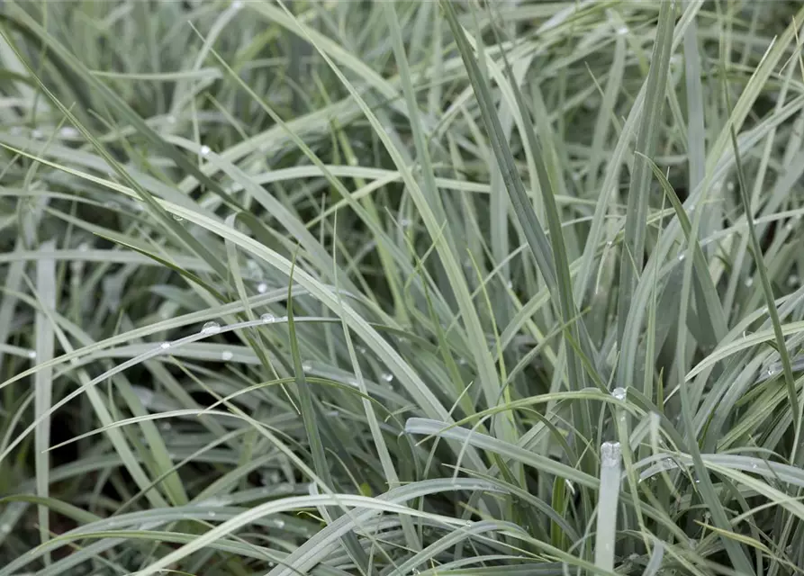 Carex laxiculmis 'Bunny Blue'