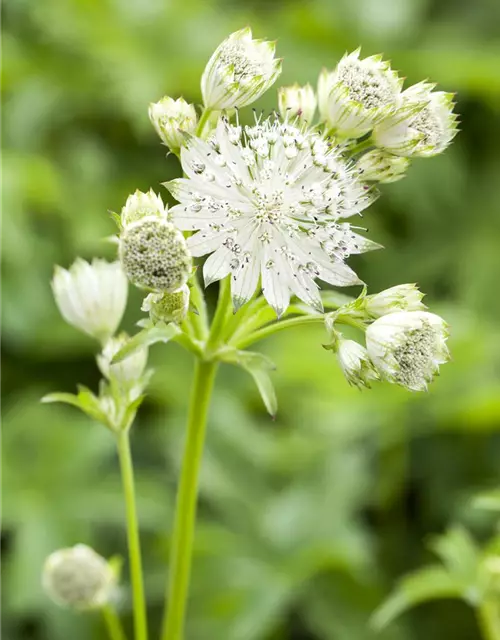 Astrantia major 'Shaggy'