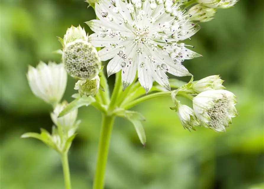 Astrantia major 'Shaggy'