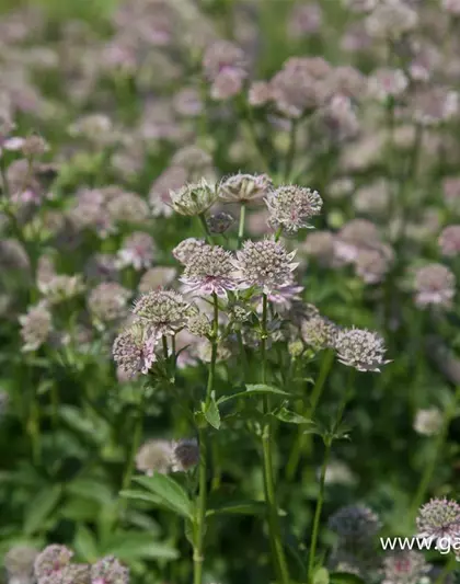 Astrantia major 'Florence' -R-