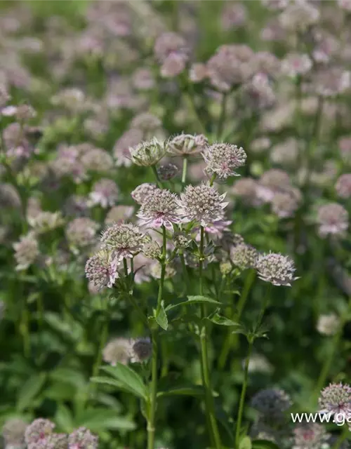 Astrantia major 'Florence' -R-