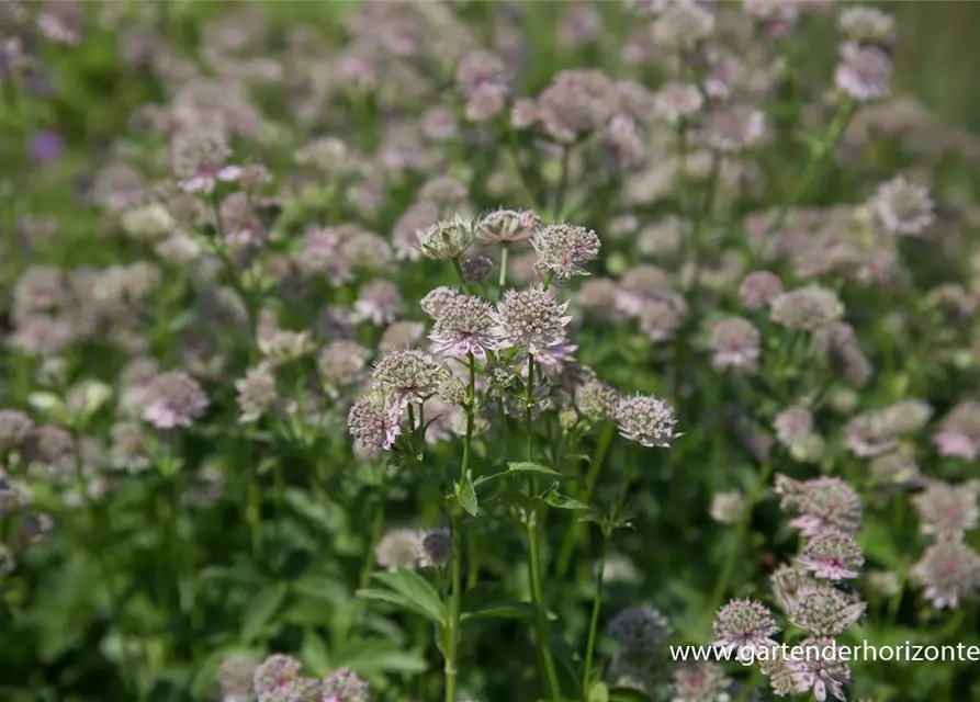 Astrantia major 'Florence' -R-