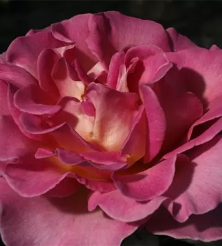 Edelrose 'Pink Paradise'®