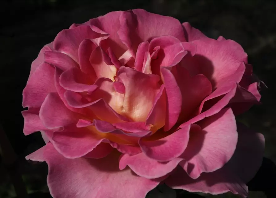 Edelrose 'Pink Paradise'®